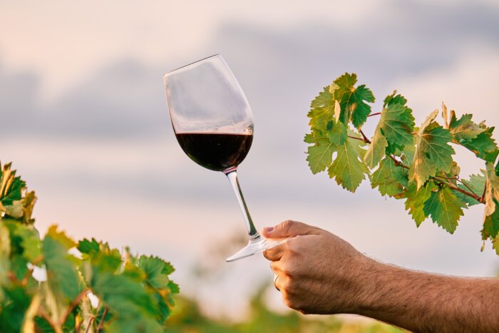 Weinbild Webseite