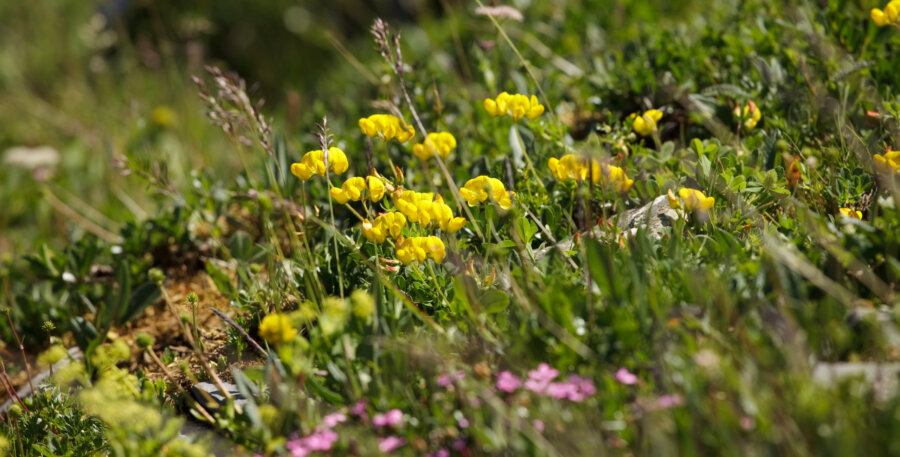 Jochpass Sommer Region Bergblumenpfad Hero